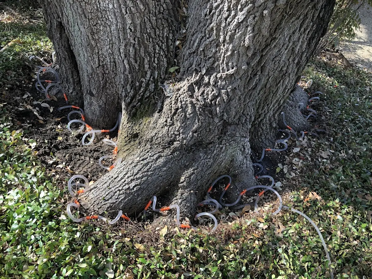 Detailed Tree Cabling and Bracing job site in Filley