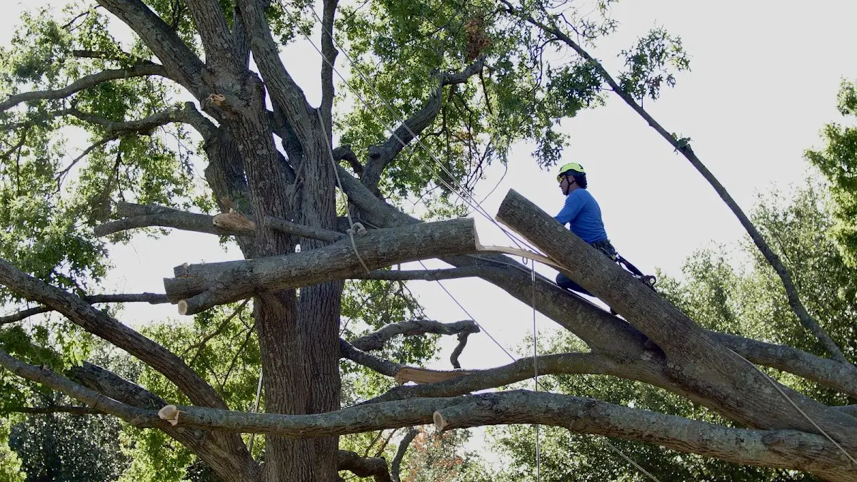 Professional Hazardous Tree Removal performed by certified arborists in Filley