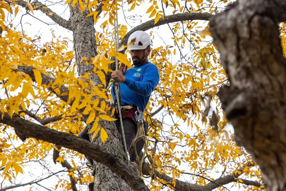 Skilled Emergency Tree Service crew working in Filley